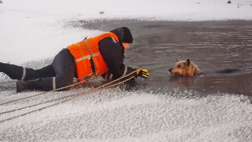 собака собака