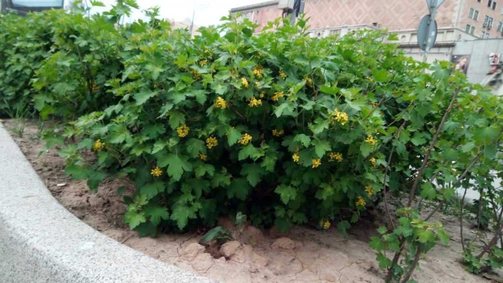 высадка кустов озеленение высадка кустов озеленение