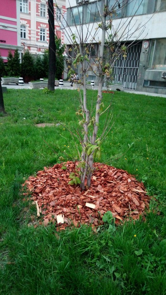 высадка кустов озеленение высадка кустов озеленение