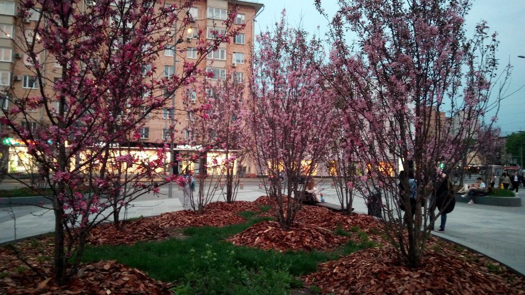 озеление посадка кустов озеление посадка кустов