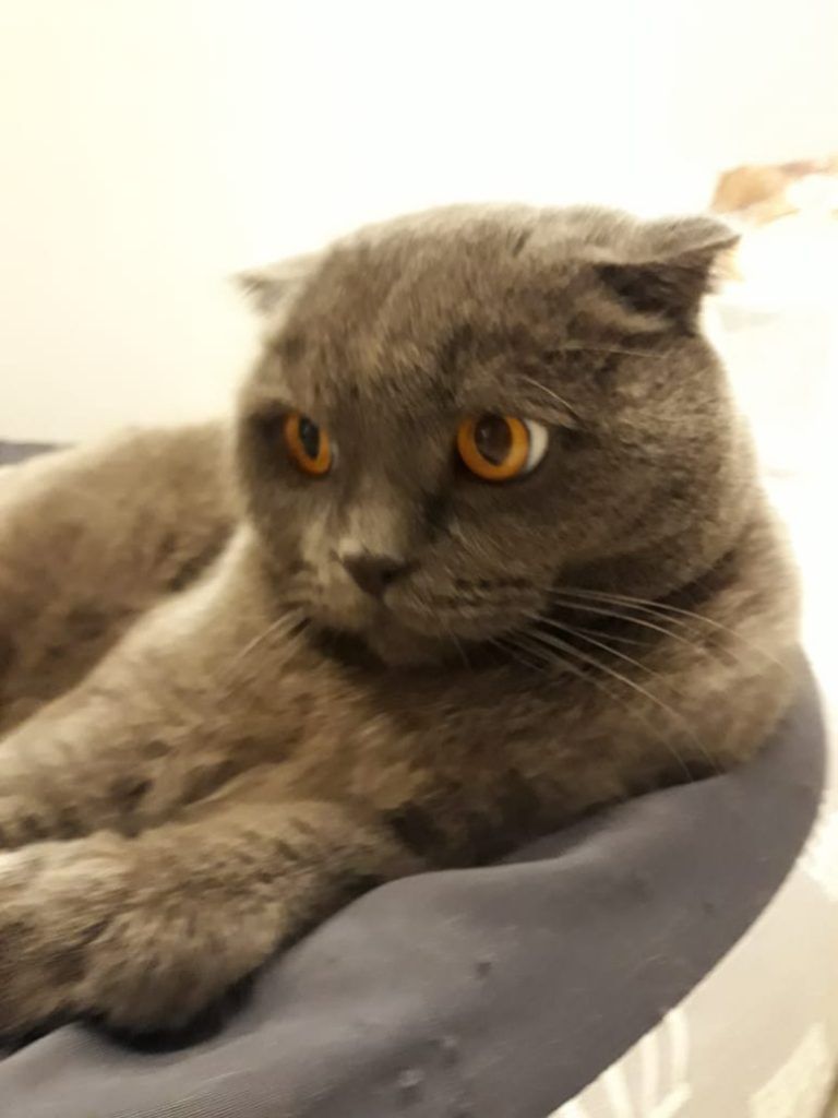 питомцы, кошка питомцы, кошка