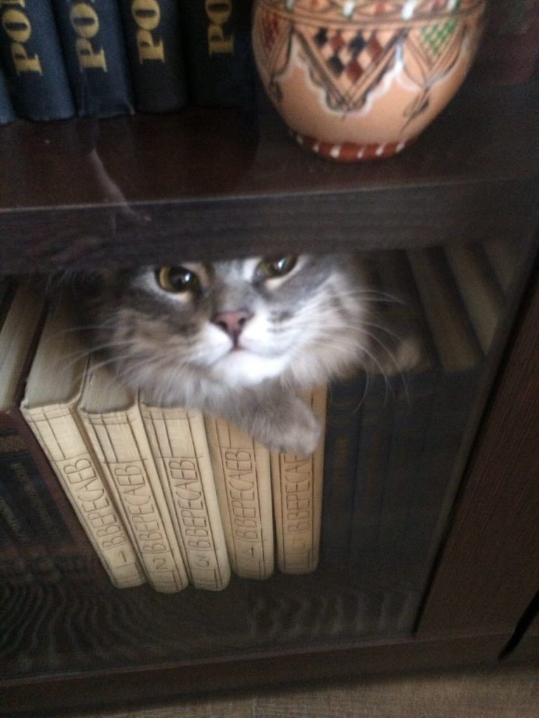 питомцы, кошка питомцы, кошка
