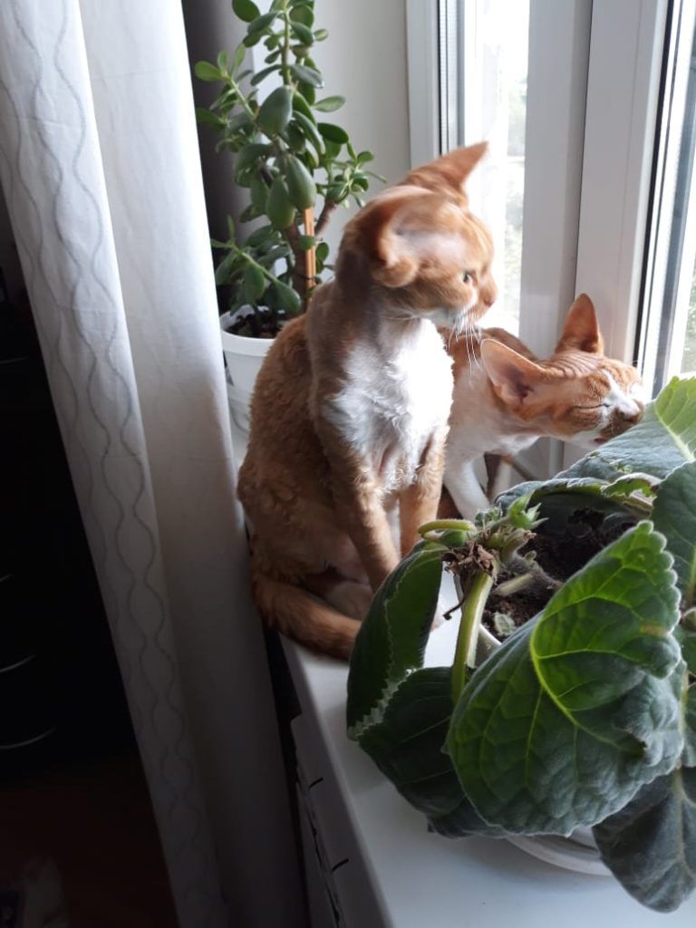 питомцы, кошки питомцы, кошки