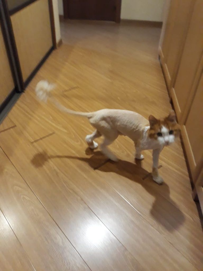 питомцы, кошка питомцы, кошка