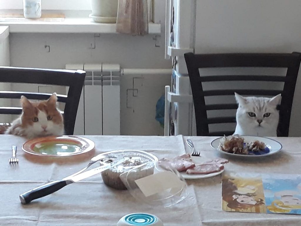 питомцы, кошки питомцы, кошки