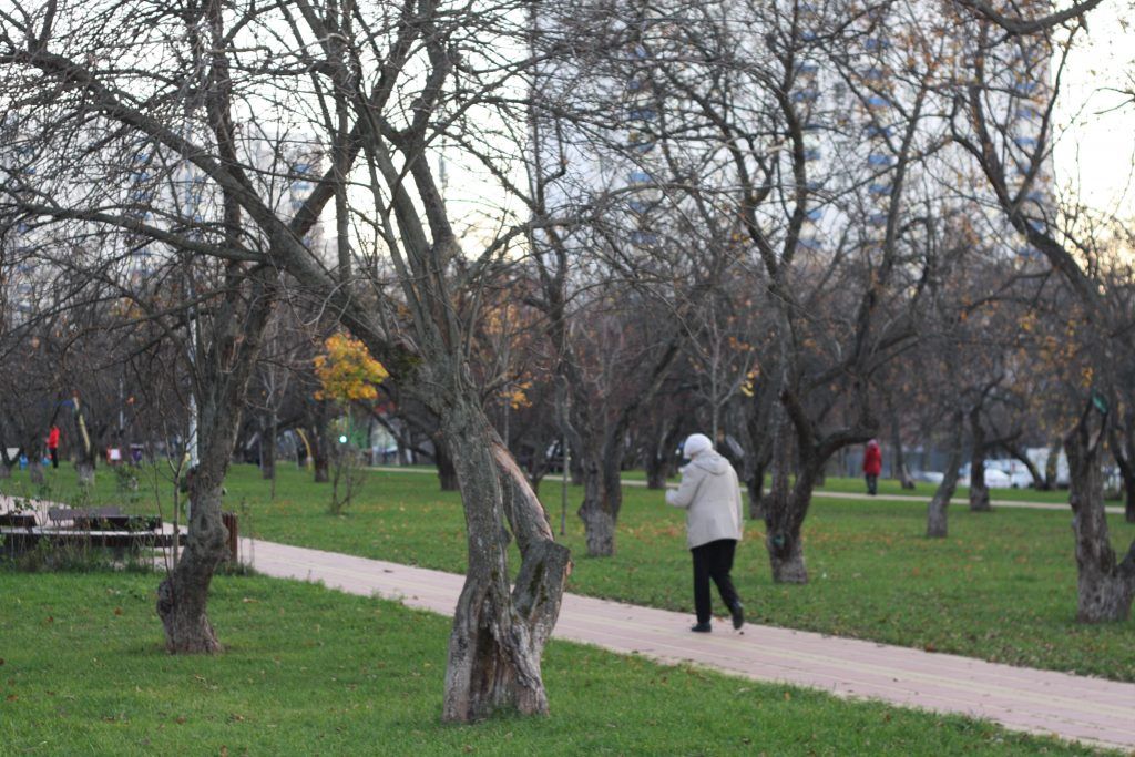 Яблоневый сад, благоустройство Яблоневый сад, благоустройство