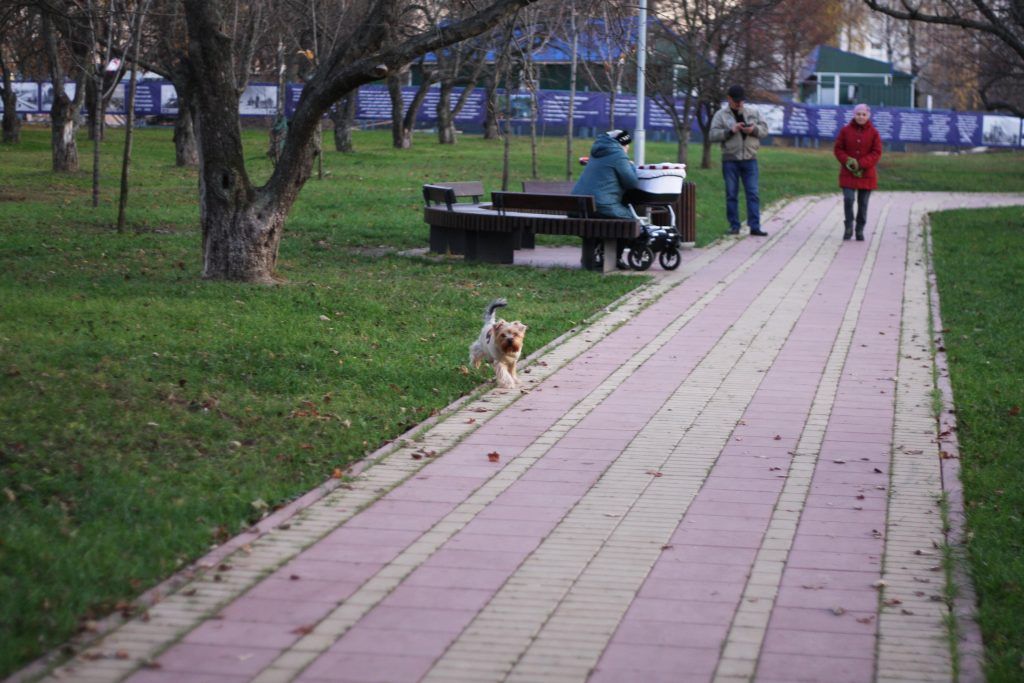 Яблоневый сад, благоустройство, дорожки, собака Яблоневый сад, благоустройство, дорожки, собака
