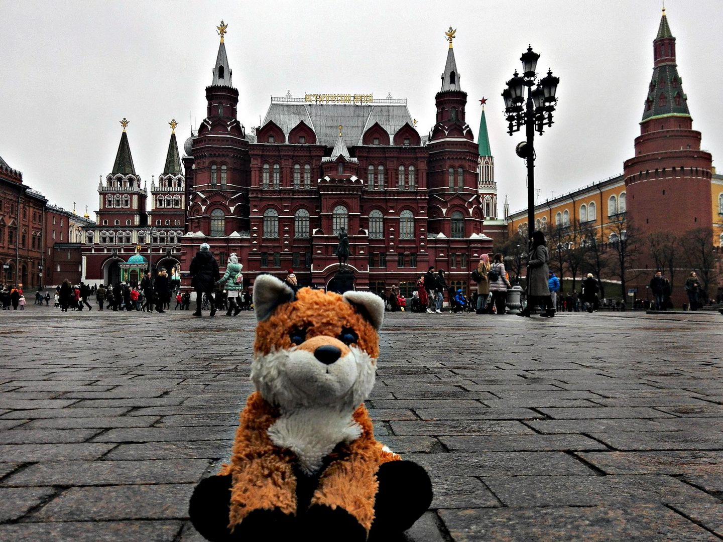 бездомные животные
