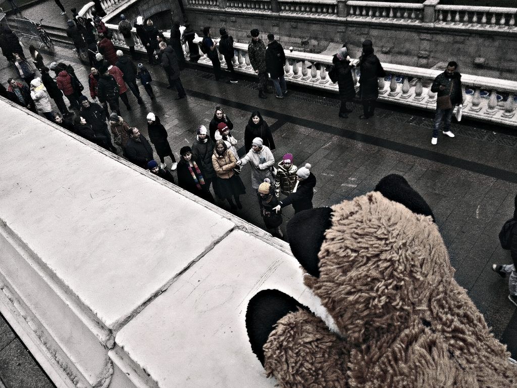 бездомные животные, приюты, животные, улица