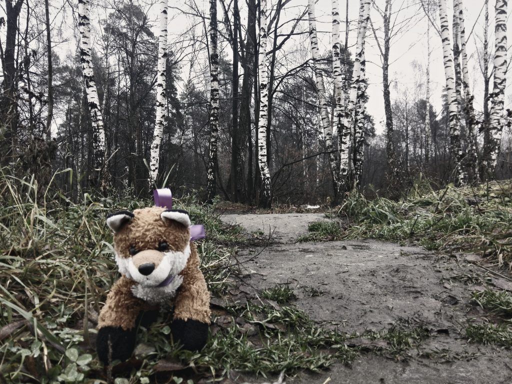 бездомные животные, приюты, животные, улица