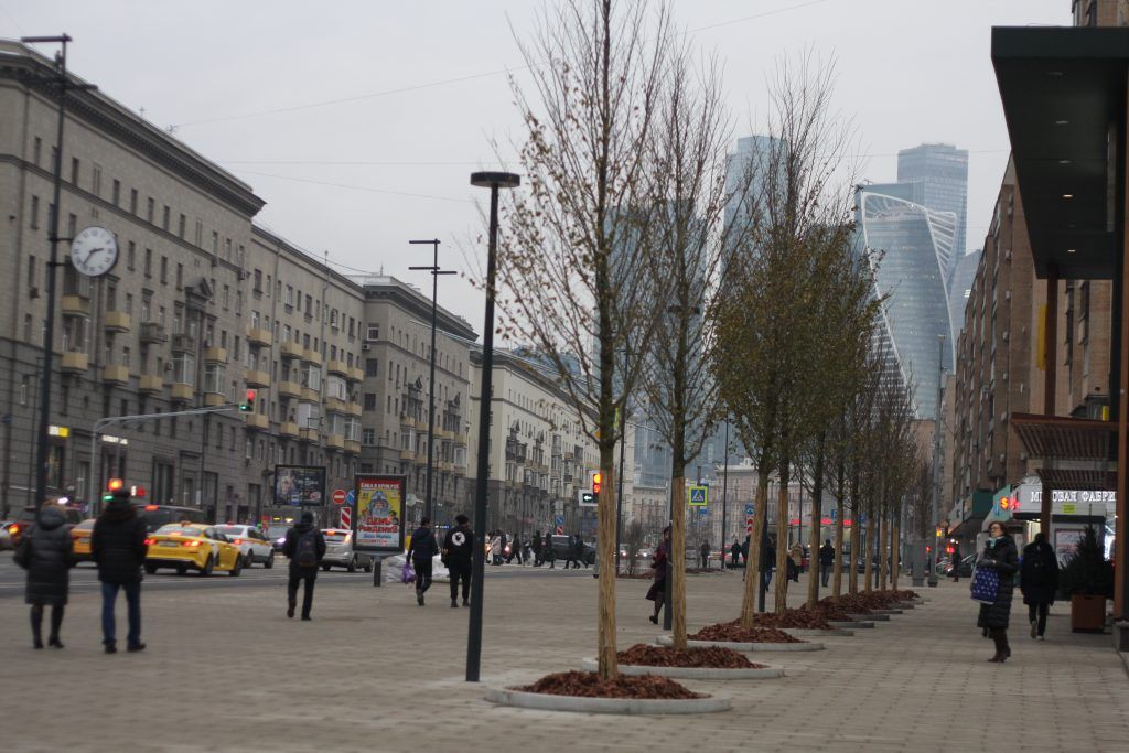 деревья, озеленение, благоустройство