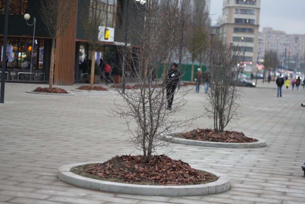 деревья, озеленение, благоустройство