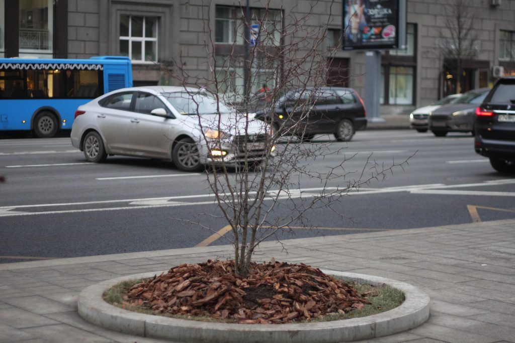деревья, озеленение, благоустройство
