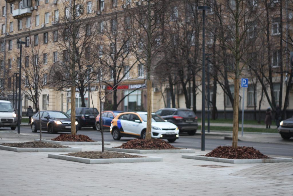 деревья, озеленение, благоустройство