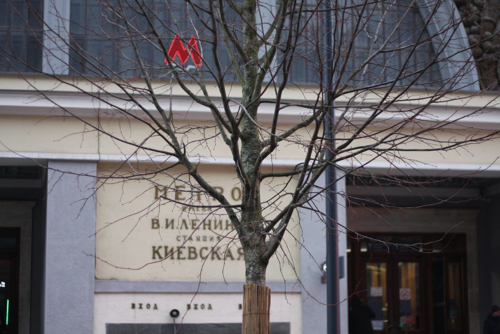 деревья, озеленение, благоустройство