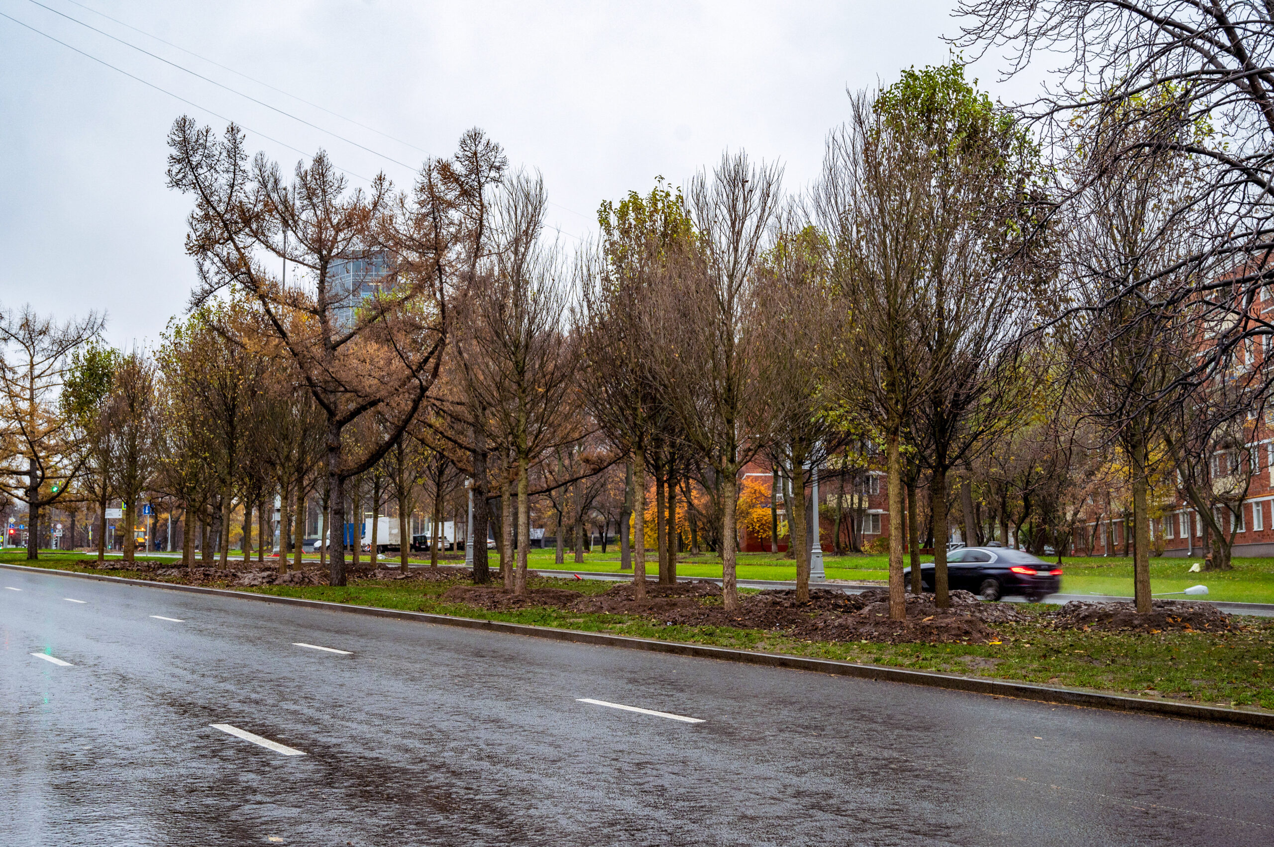 деревья, высадка деревьев, фото КГХ