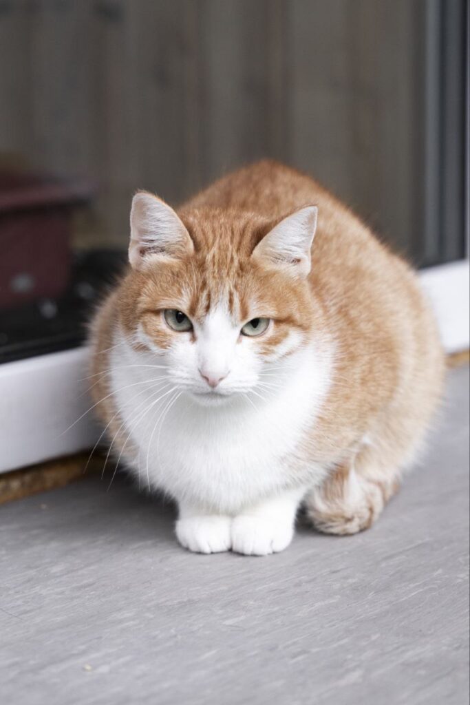 кот, животные, фото Доринвест