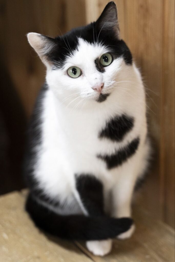 кот, животные, фото Доринвест