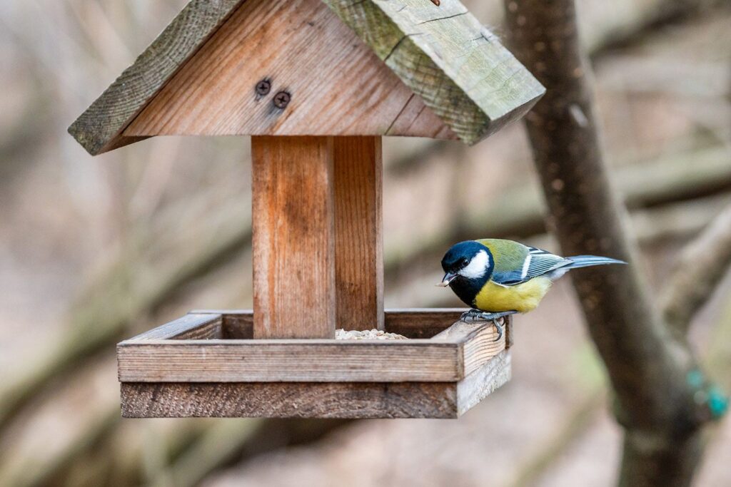 птицы, кормушка, фото ДПиООС