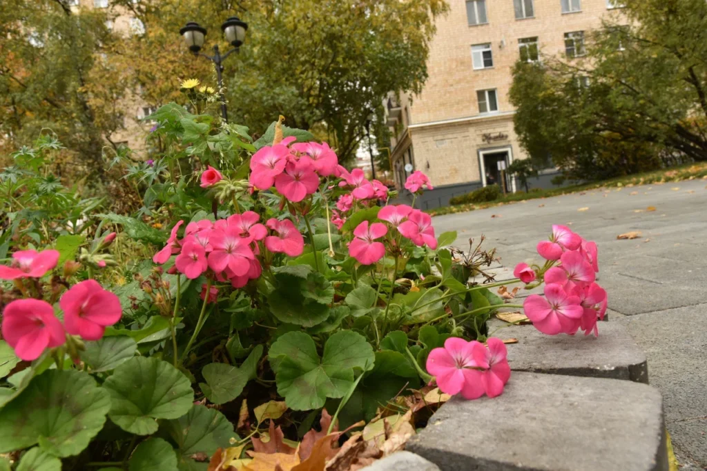 сквер, осень, фото Яна Маевская