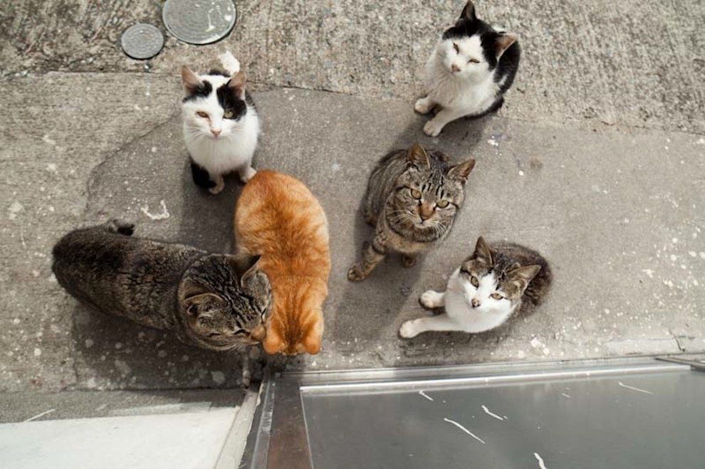 кошки