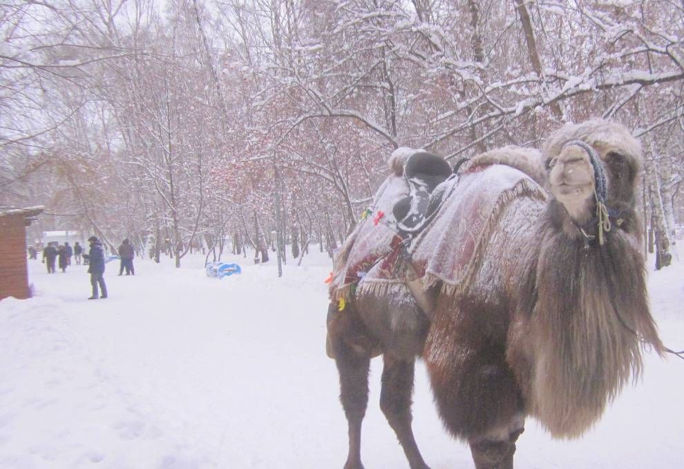 верблюд