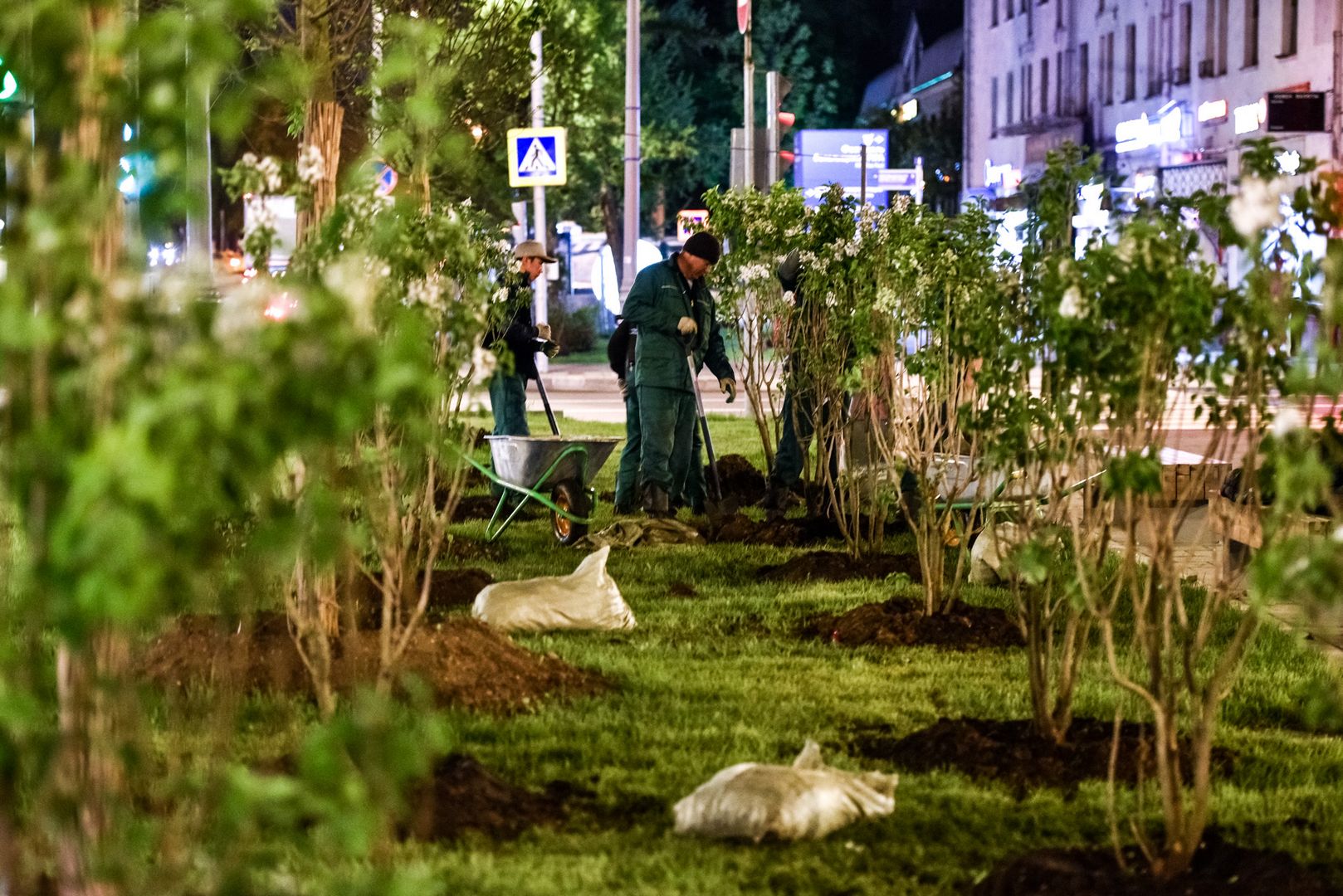 деревьев и кустарников