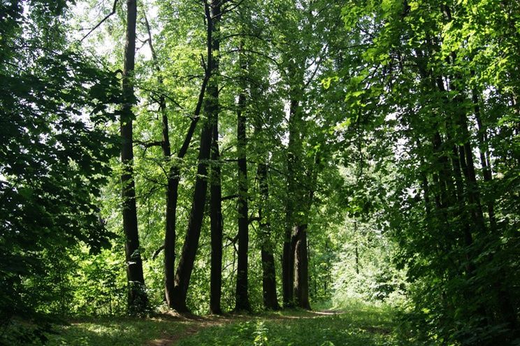 пешеходную экскурсию по территории природного заказника «Северный»