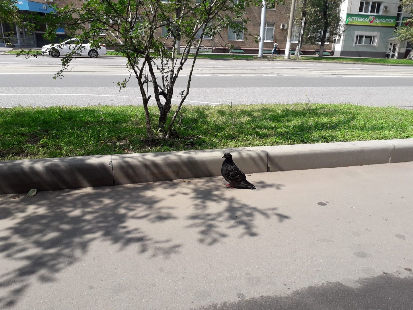 голубь орнитоз