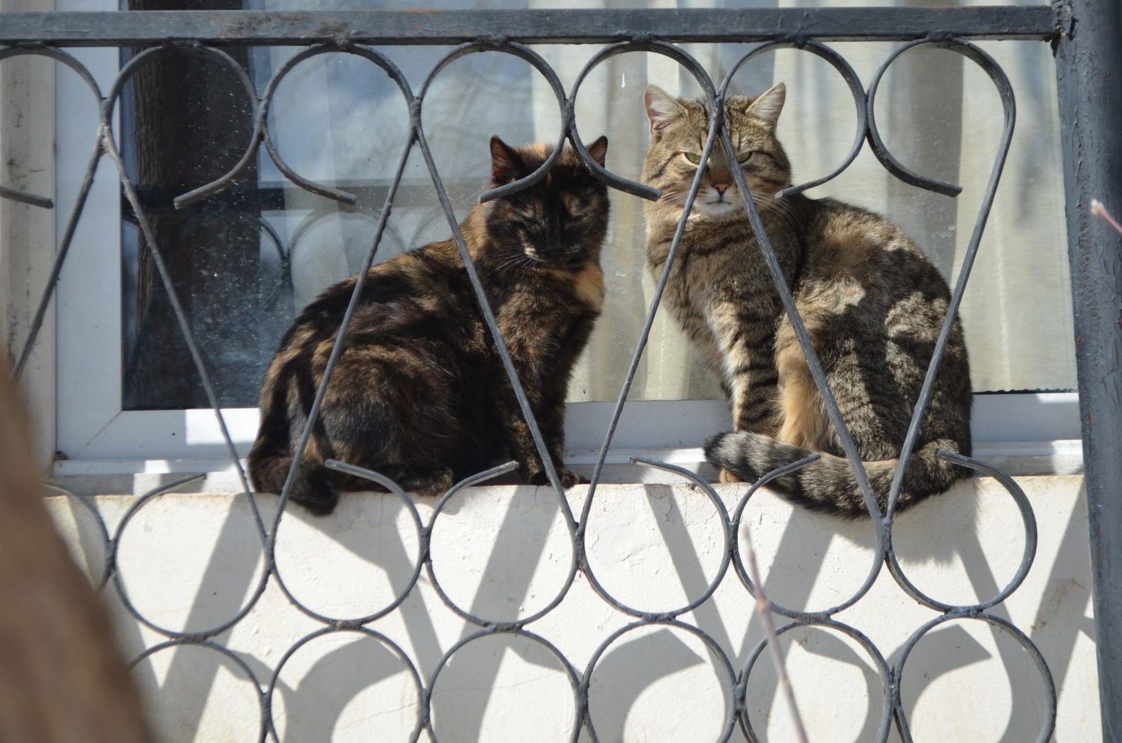 кошки