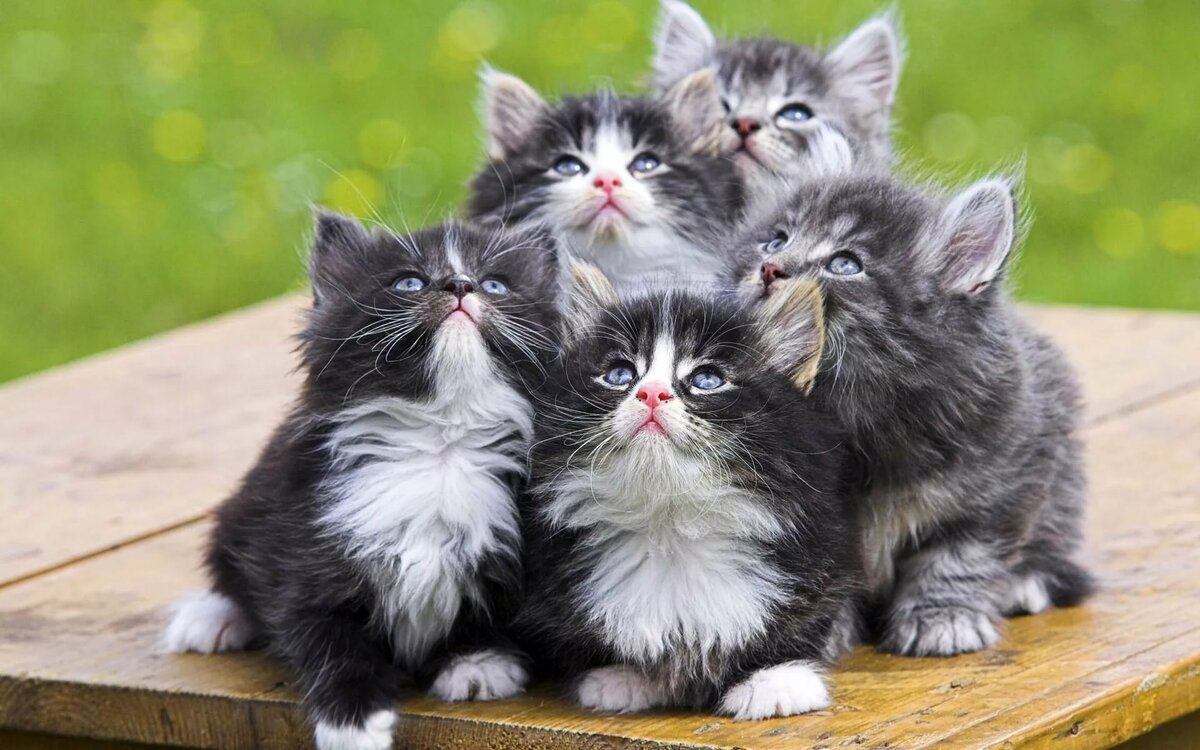 коты