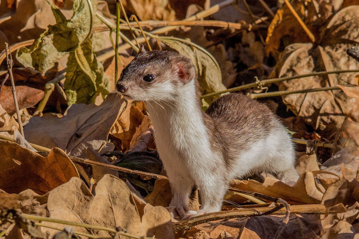 ласка