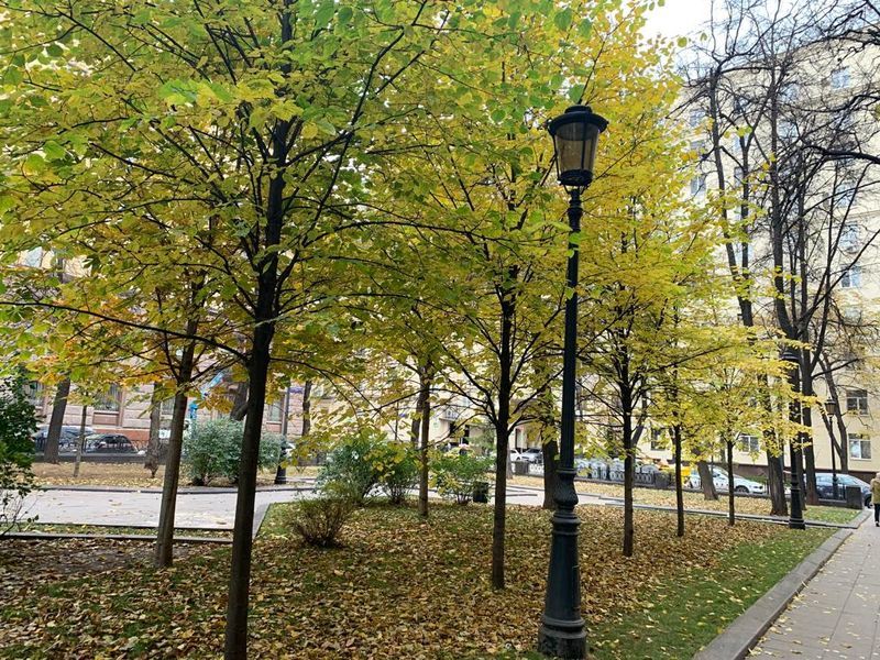 деревья, осень, фонарь