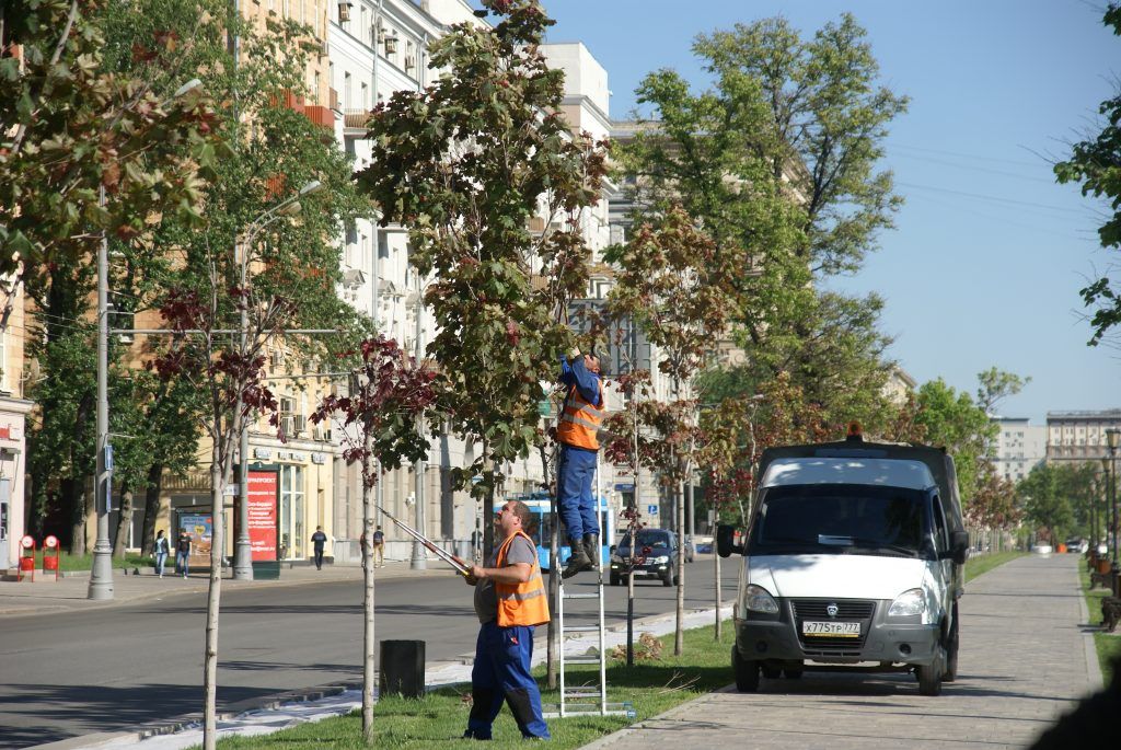 деревья, озеленение, благоустройство, кустарники