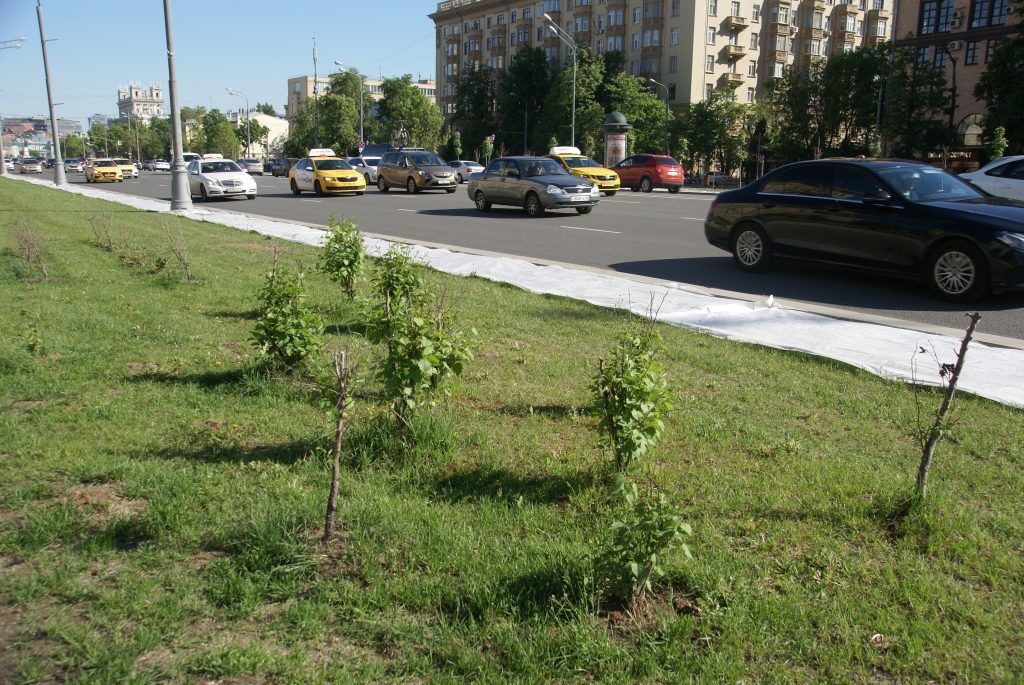 деревья, озеленение, благоустройство, кустарники