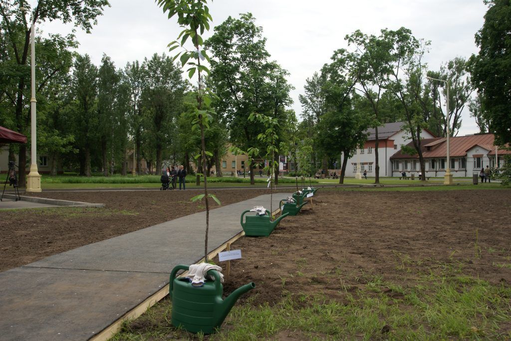 деревья, озеленение, благоустройство, кустарники