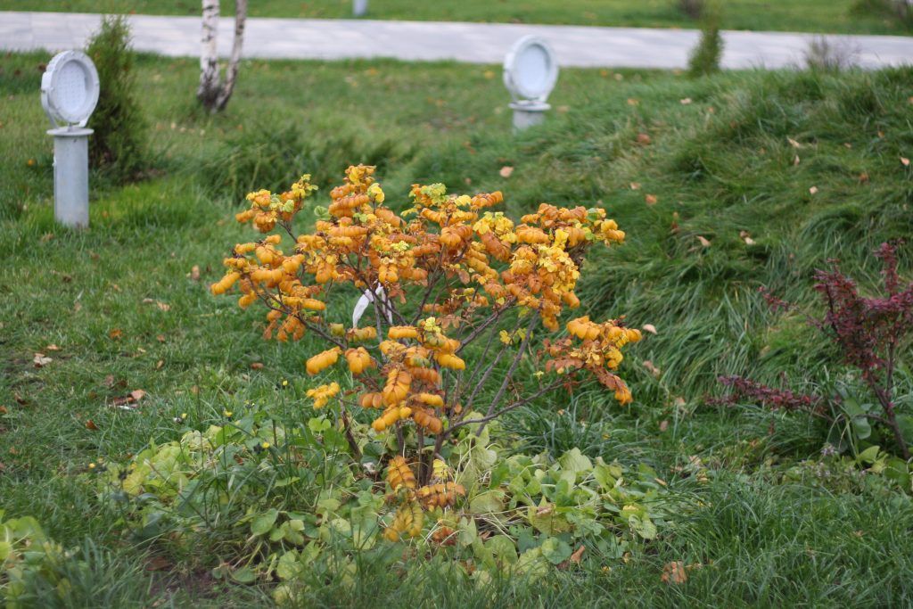 деревья, озеленение, благоустройство, кустарники