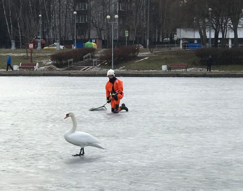 лебедь, пруд, спасатели