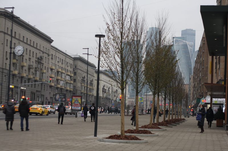 город, деревья, москва