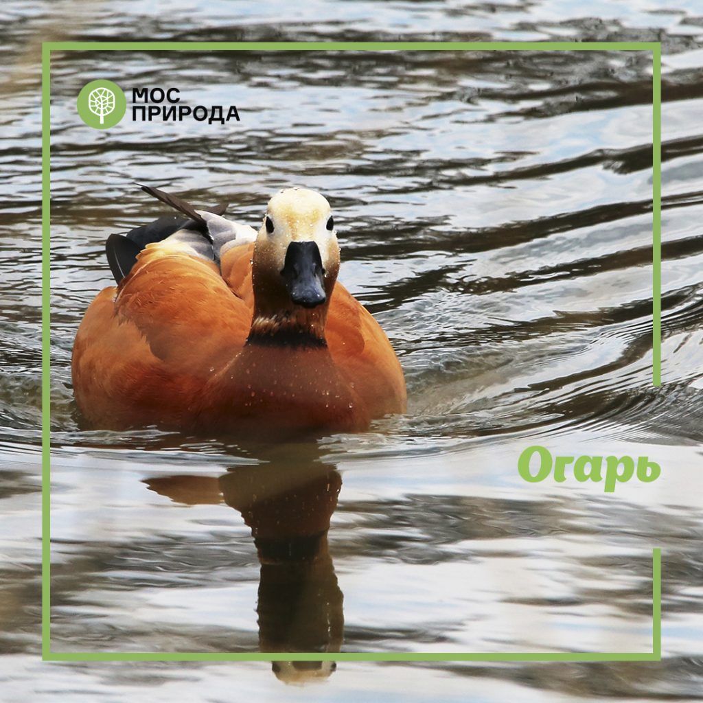 Огарь
