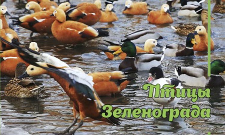 Птицы Зеленограда