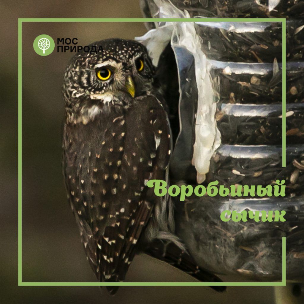 Воробьиный сычик