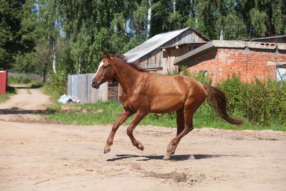 конный завод