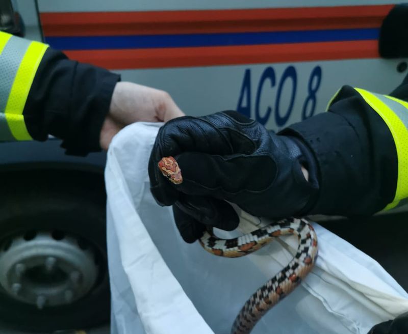 поймали змею