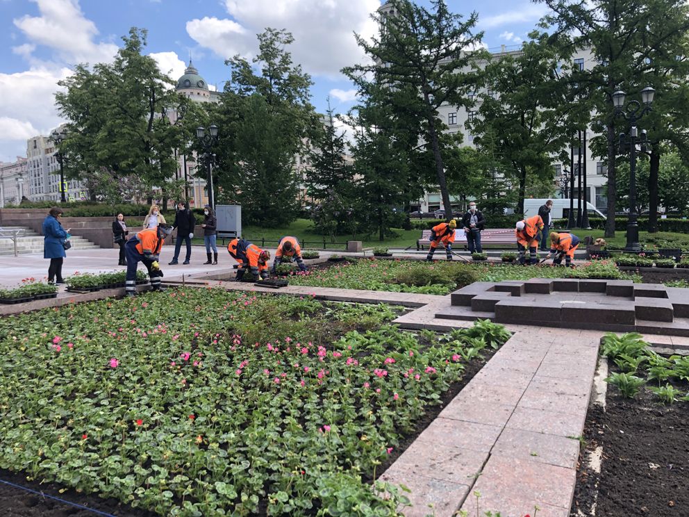 благоустройство Москвы, цветы