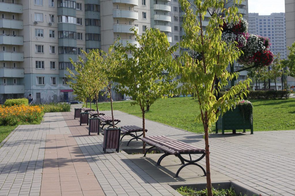 деревья, благоустройство