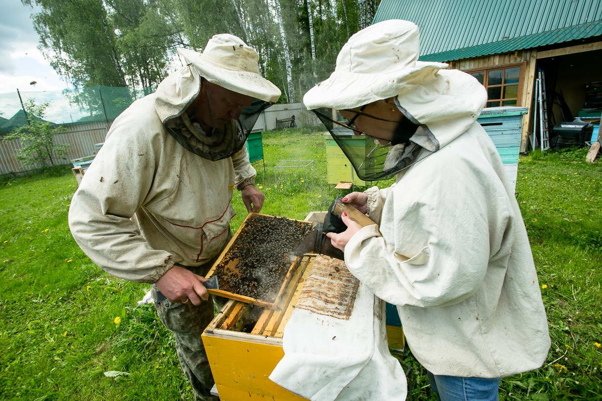 Пчелы