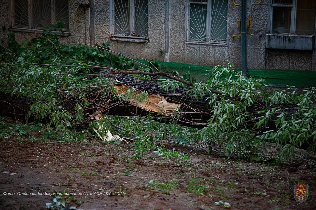 спасатели, упало дерево