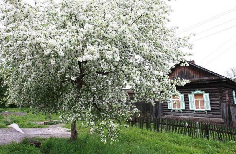 вишня, деревня