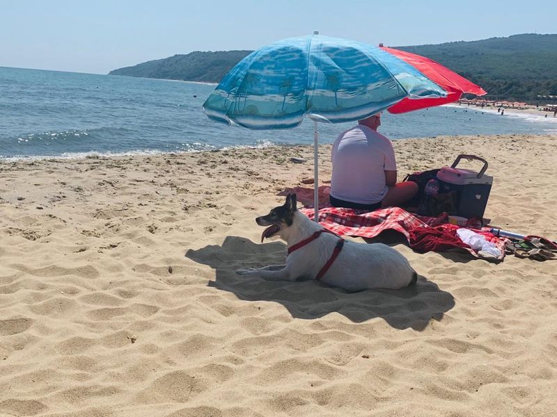 отпуск, море, солнце, собака